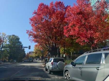 Greenville, les arbres rouges