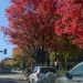 Greenville, les arbres rouges