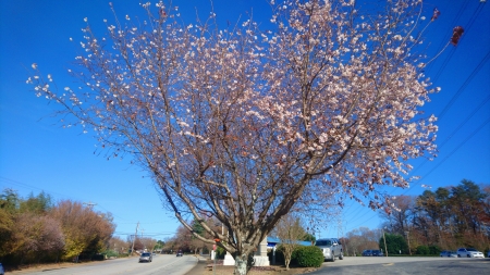 Greenville, cerisier en fleurs..