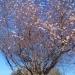 Greenville, cerisier en fleurs..