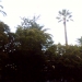 Palmiers au coucher du soleil