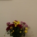Mes fleurs fraîches et celles peintes par ma mère