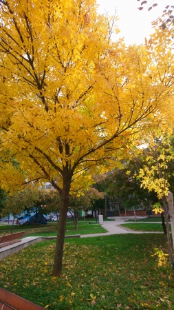 L'automne à Galatzi (1)