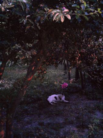 Le jardin d'en face et le chat, le soir
